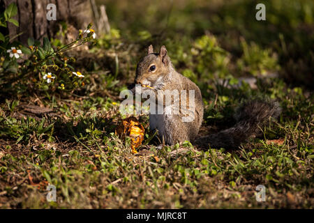 Brown Peu Shermans fox squirrel Sciurus niger shermani est assis sur l'herbe à manger dans Liberty Park, Naples, Florida Banque D'Images