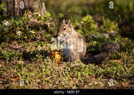 Brown Peu Shermans fox squirrel Sciurus niger shermani est assis sur l'herbe à manger dans Liberty Park, Naples, Florida Banque D'Images