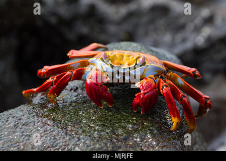 Sally Lightfoot Crab (Grapsus grapsus) sur une pierre de lave, l'île Seymour Nord, Galapagos Banque D'Images