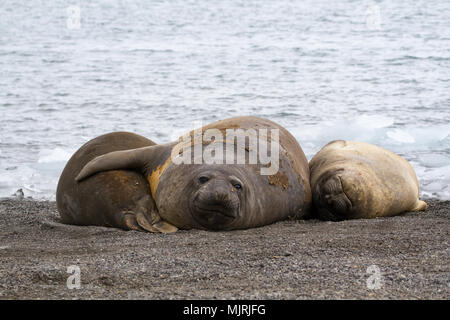 Trois jeunes éléphants de mer du sud (Mirounga leonina) située sur la rive à Yankee Harbour, l'Antarctique Banque D'Images