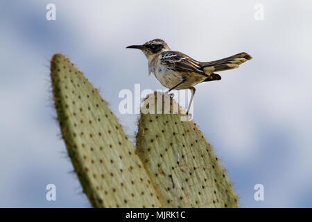 Mockingbird Mimus parvulus (Galapagos) reposant sur un cactus, l'île de Genovesa, îles Galapagos, Equateur Banque D'Images