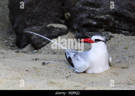 Un bec rouge, oiseaux Fregata magnificens, assis sur le sable par des roches de lave, l'île de Genovesa, Îles Galápagos Banque D'Images