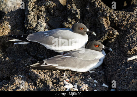 Swallow-tailed gull (Creagrus furcatus) l'accouplement sur une plage des îles Galapagos, l'île de Genovesa Banque D'Images