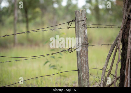Vieux barbelés rouillés et l'escrime à l'eucalyptus (gum tree) bois de poteaux de clôture sur une propriété agricole en Nouvelle Galles du Sud, Australie Banque D'Images
