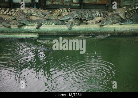 Ferme des Crocodiles au Cambodge Banque D'Images