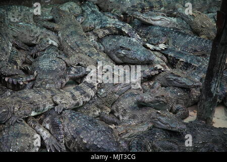 Ferme des Crocodiles au Cambodge Banque D'Images