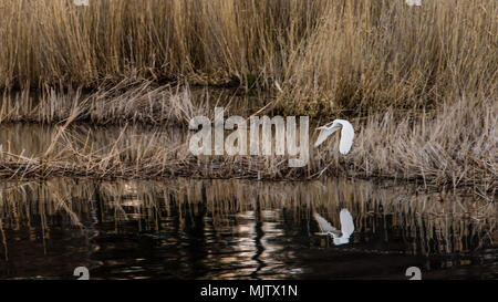 Grande Aigrette (Casmerodius albus) vol vers une nouvelle position dans les marais d'Dalbyviken Banque D'Images