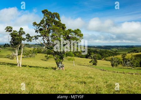 Atherton Tablelands, Queensland, Australie. Vue sur les fermes laitières de l'Gillies Range Road près de Lake Barrine sur le plateau d'Atherton en trop Banque D'Images