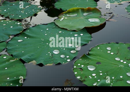 Feuille de lotus avec des gouttelettes d'eau sur eux Banque D'Images