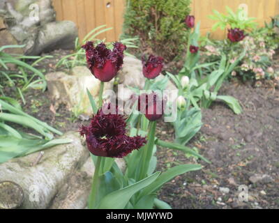 Black parrot tulip flower avec 5 pétales edge Banque D'Images