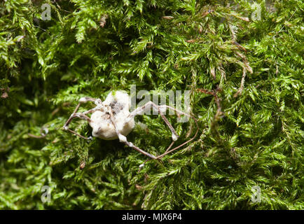 Muscardine maladie champignon blanc Banque D'Images