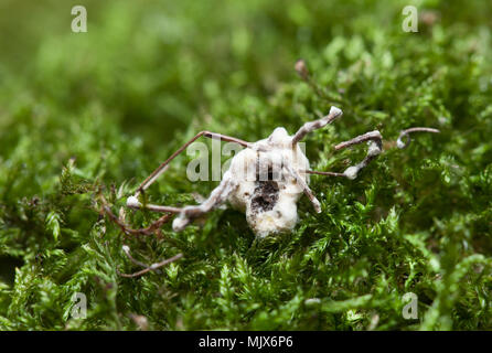 Muscardine maladie champignon blanc Banque D'Images