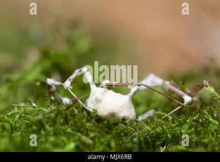 Muscardine maladie champignon blanc Banque D'Images