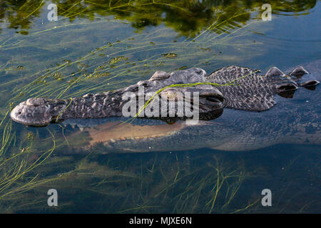 Close up de tête d'un grand Australian saltwater crocodile (Crocodylus porosus) partiellement sous l'eau, Territoire du Nord, Australie Banque D'Images