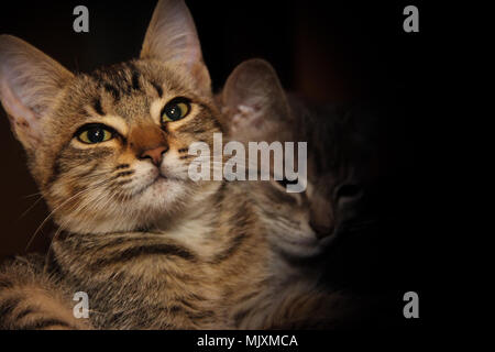 Deux adorables chatons dans la grange avec fond noir Banque D'Images