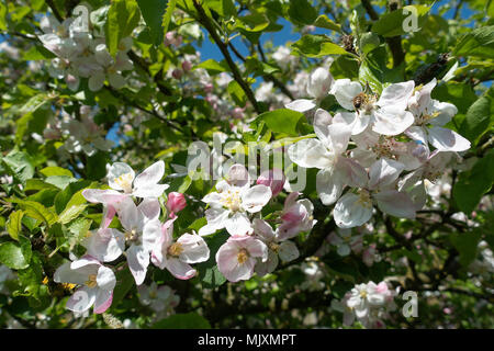 Belle fleur en gros plan un arbre dans un jardin en Alsager Cheshire England Royaume-Uni UK Banque D'Images