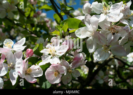 Belle fleur en gros plan un arbre dans un jardin en Alsager Cheshire England Royaume-Uni UK Banque D'Images
