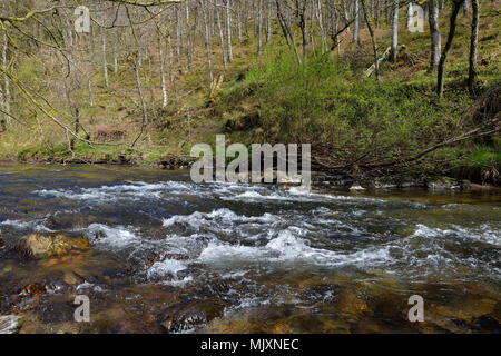 River Barle au nord du pont des marais, Exmoor, Dulverton, Somerset Banque D'Images