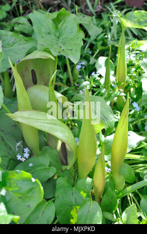 Cuckoo pint, arum sauvage Banque D'Images