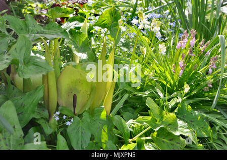 Cuckoo pint, arum sauvage Banque D'Images