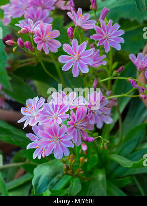 Lewisia cotyledon Plant Banque D'Images