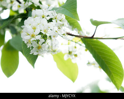 Les fleurs du pommier, cerisier, noyer et Sakura pour les femmes au printemps. Banque D'Images