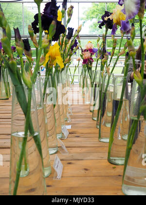 Iris fleurs Motley en pot, violet et jaune iris fleurs dans un vase, plante Banque D'Images