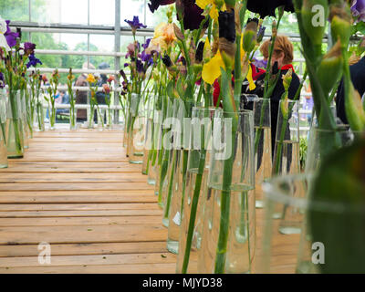 Iris fleurs Motley en pot, violet et jaune iris fleurs dans un vase, plante Banque D'Images