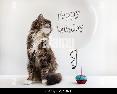 Mignon, sweet kitty, blanc, hélium ballon avec voeux d'anniversaire et avec bougie. cupcake Arrière-plan blanc, isolé.La préparation de l'événement festif Banque D'Images