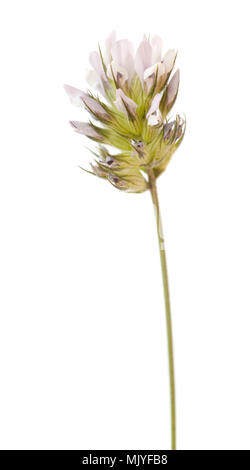 La flore de Gran Canaria - Bituminaria bituminosa ou pois d'Arabie Banque D'Images