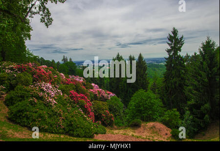 Saison de floraison des rhododendrons dans la Burcina Park à Biella, Italie Banque D'Images