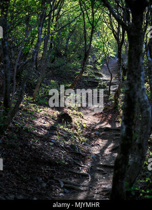 Sentier sinueux à travers les arbres et jusqu'à la montagne Banque D'Images