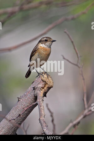 L'Stejneger Stonechat (Saxicola stejnegeri) femelle adulte perché sur branche coupée du Hebei, Chine mai Banque D'Images