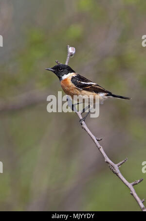 L'Stejneger Stonechat (Saxicola stejnegeri) mâle adulte, perché sur twig Hebei, Chine Mai 2016 Banque D'Images