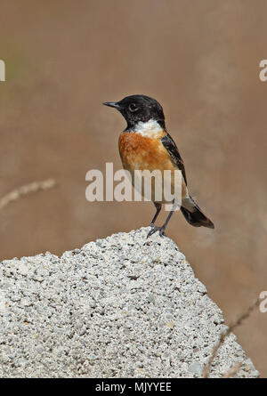 L'Stejneger Stonechat (Saxicola stejnegeri) mâle adulte debout sur le mur du Hebei, Chine mai Banque D'Images