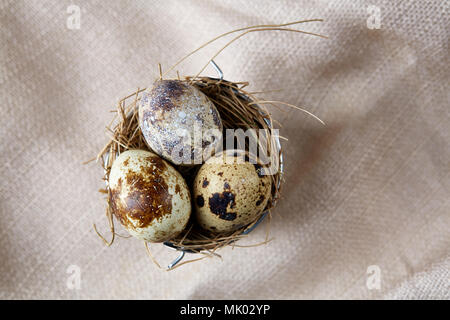 Repéré frais oeufs de cailles dans un seau en métal décoratifs et quelques œufs sur une nappe, top view, close-up, à la verticale. Certains copie espace pour votre i Banque D'Images