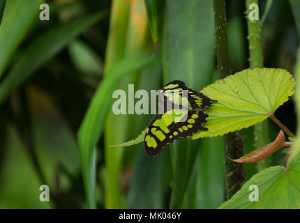 Roi noir et vert papilio thoas swallowtail butterfly sitting exotiques sur une feuille verte Banque D'Images