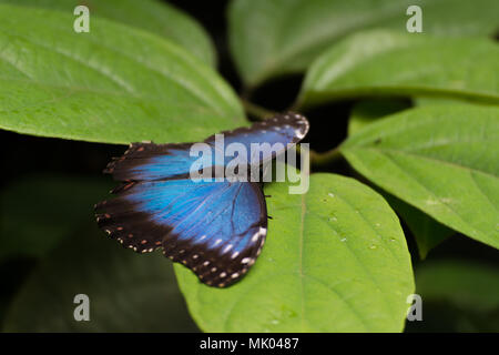 Blue Morpho peleides papillon exotique assis sur une feuille verte Banque D'Images