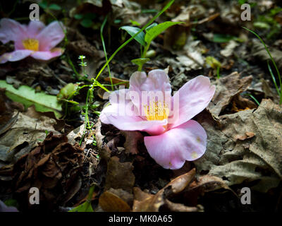 Tombé deux deflorates camellia rose tendre des fleurs sur le sol de jardin Banque D'Images