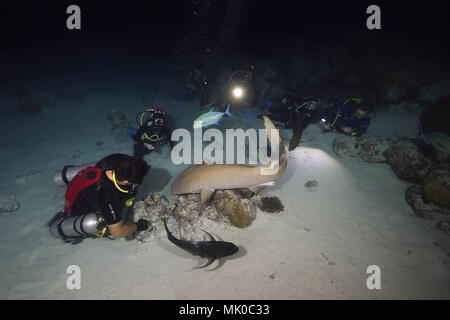 Groupe de plongeurs regardez le requin nourrice fauve (Nebrius ferrugineus) la nuit Banque D'Images