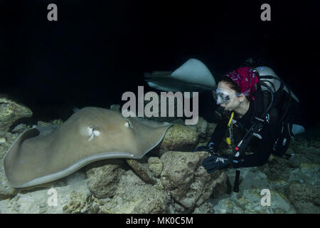 Plongeur femelle regarde stingray dans la nuit. Whipray rose ou banane-tail ray (Himantura fai) Banque D'Images