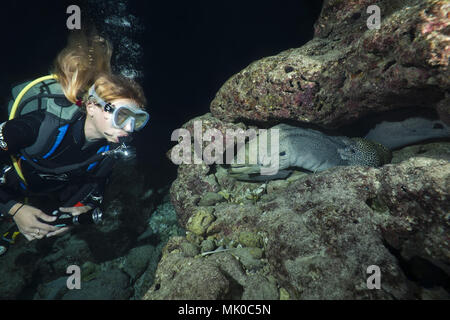 Plongeur femelle ressemble au groupe des murènes dans la nuit. Grumes de jaune ou moray moray Gymnothorax flavimarginatus (mouchetée) Banque D'Images