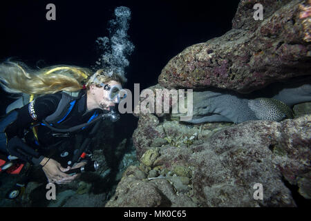 Plongeur femelle ressemble au groupe des murènes dans la nuit. Grumes de jaune ou moray moray Gymnothorax flavimarginatus (mouchetée) Banque D'Images