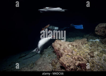 Plongeur femelle nage avec deux raies dans la nuit. Whipray rose ou banane-tail ray (Himantura fai) Banque D'Images