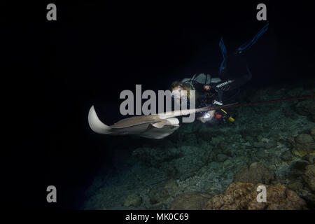 Plongeur femelle nage avec stingray de nuit. Whipray rose ou banane-tail ray (Himantura fai) Banque D'Images