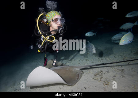 Plongeur femelle nage avec stingray dans la nuit. Whipray rose ou banane-tail ray (Himantura fai) Banque D'Images