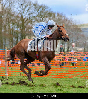 Équitation jockey Amateur un chasseur châtaigne, au galop sur un terrain mou, tout en participant à un point-à-point cas Banque D'Images