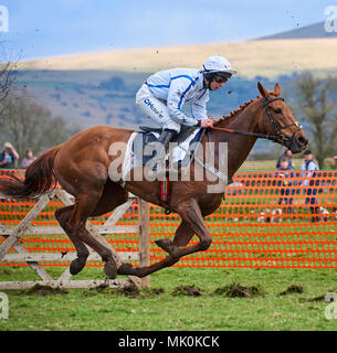 Équitation jockey Amateur un chasseur châtaigne, au galop sur un terrain mou, tout en participant à un point-à-point cas Banque D'Images