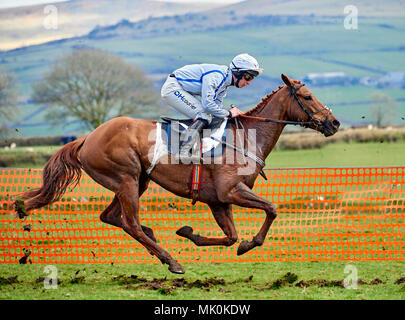 Équitation jockey Amateur un chasseur châtaigne, au galop sur un terrain mou, tout en participant à un point-à-point cas Banque D'Images