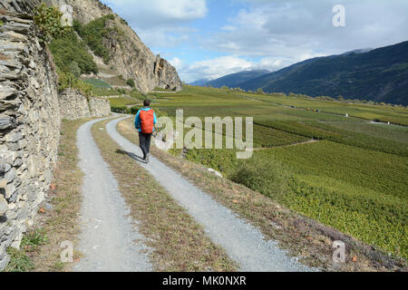 Une femme de la randonnée le long de vignes sur la Route des vins suisses dans la vallée du Rhône, près de la ville de Leytron, dans le canton du Valais, Suisse. Banque D'Images